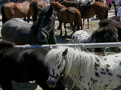 Foires aux chevaux 